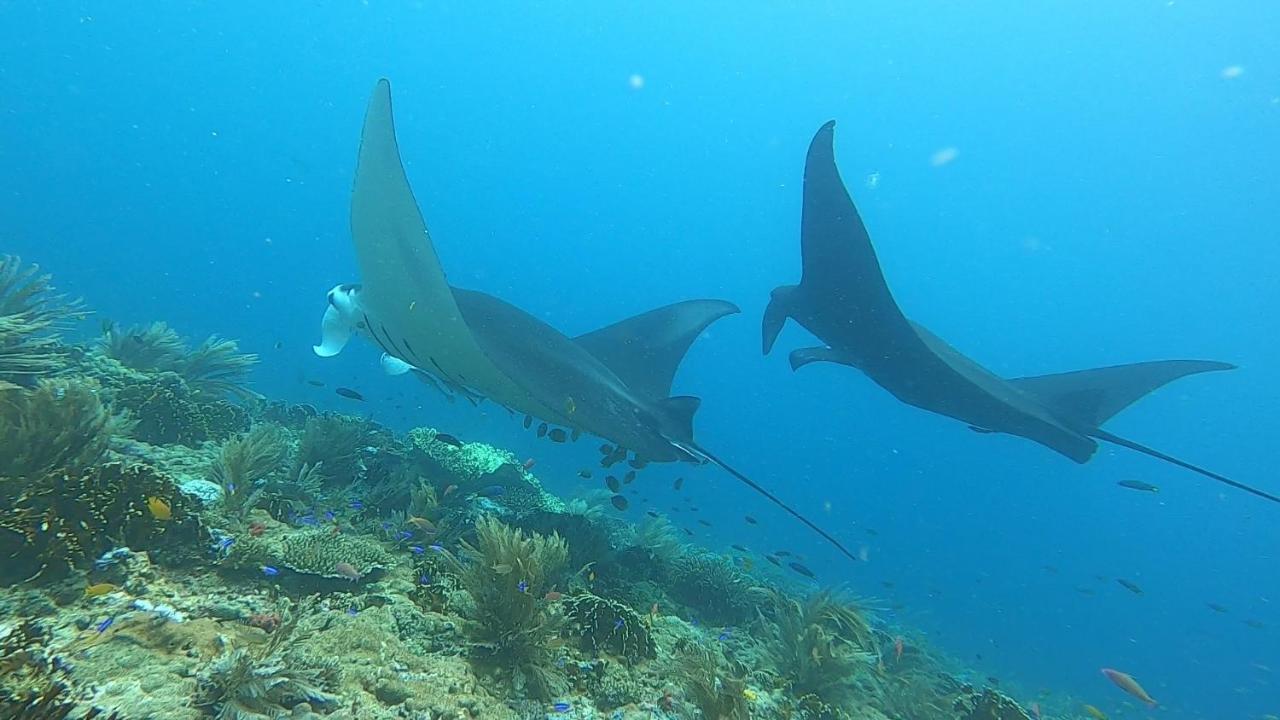 Tabari Dive Lodge Pulau Mansuar Exterior photo